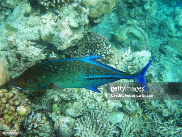 bluefin trevally (caranx melampygus) - bluefin trevally stock pictures, royalty-free photos & images