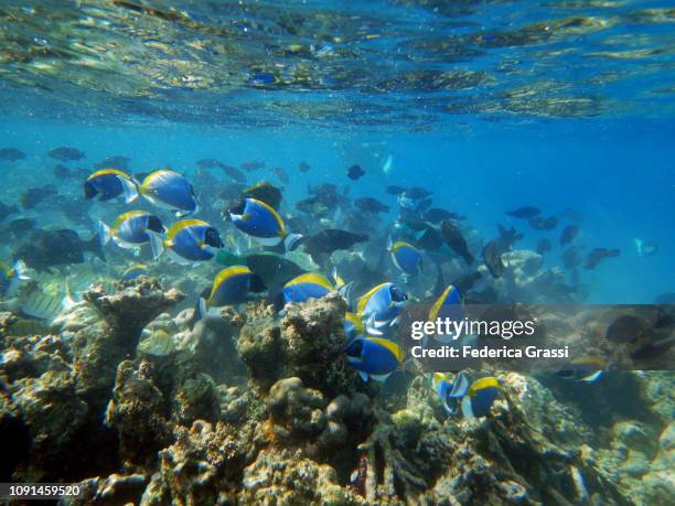 shoal of powder blue surgeonfish in maldivian lagoon, eriyadu island - powder blue tang stockfoto's en -beelden