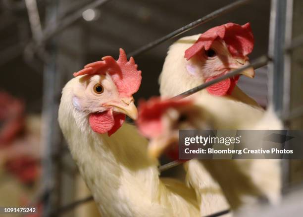 laying hens stand in enriched housing - caged farm animals stock pictures, royalty-free photos & images