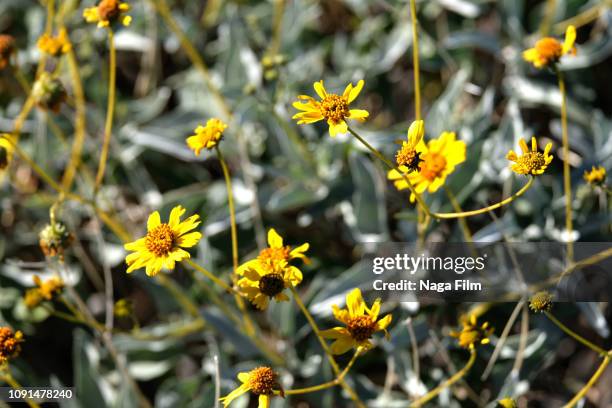 close up of desert flowers in organ pipe national monument. blooming yellow brittle bush, encelia farinosa - organ pipe cactus national monument stockfoto's en -beelden