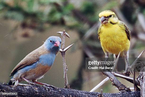 blue-capped cordon-bleu and yellow-fronted canary - cordon bleu stock-fotos und bilder