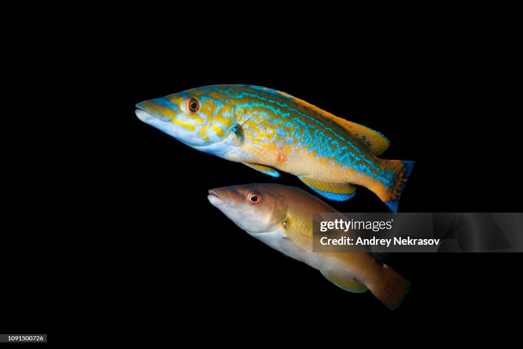 Male and female Cuckoo wrasse (Labrus mixtus), Norwegian Sea, Northern Atlantic, Norway