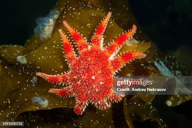 257点のニチリンヒトデのストックフォト Getty Images 257点のニチリンヒトデのストックフォト Getty Images