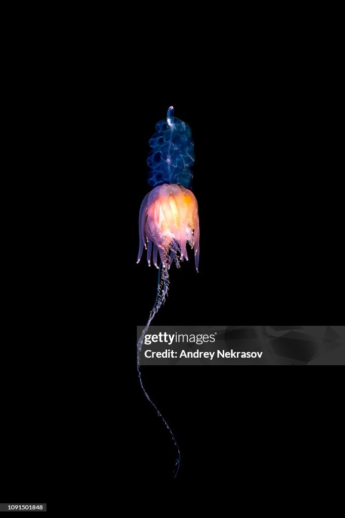 Hula Skirt Siphonophore (Physophora hydrostatica), Norwegian Sea, Northern Atlantic, Norway