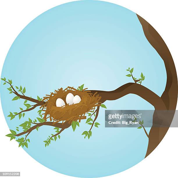 spring nest - nest stock-grafiken, -clipart, -cartoons und -symbole