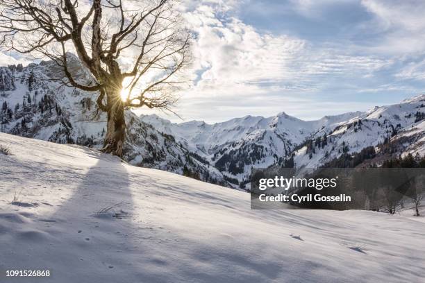 allgäu alps during winter - allgäuer alpen imagens e fotografias de stock