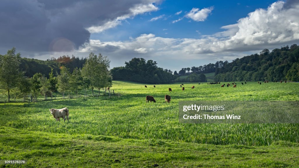 Boyne valley landscape with cattle