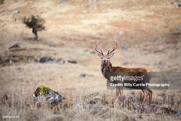 red deer stag - kronhjort bildbanksfoton och bilder