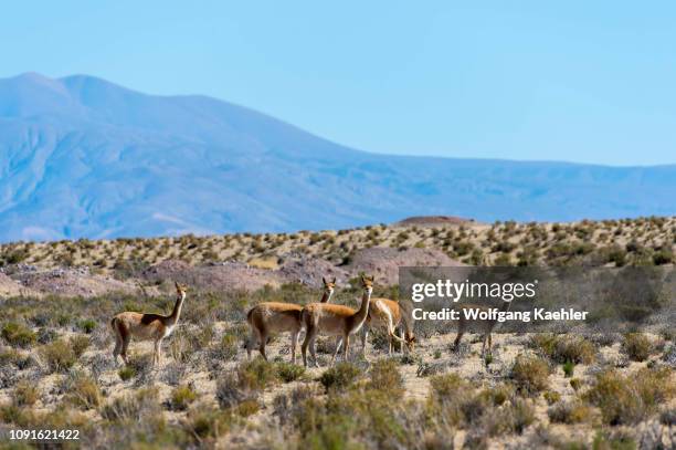 Vicunas near Salinas Grandes in the Andes Mountains, province of Jujuy, Argentina.