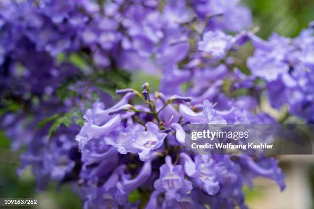Close-up of flowering Jacaranda trees at the Botanical Garden in Buenos Aires, Argentina.