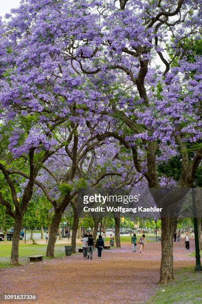 Flowering Jacaranda trees in a park near Plaza Italia in Buenos Aires, Argentina.