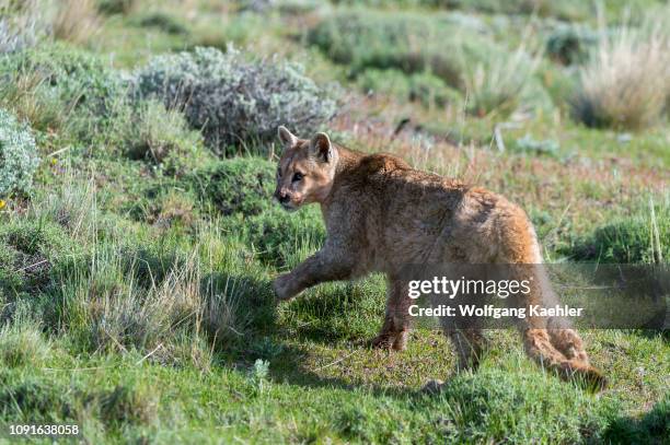 Puma cub about 6 months old in Torres del Paine National Park in Patagonia, Chile.