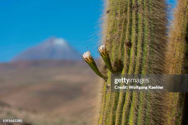 Flowering Cardon cacti at Guatin creek with Colorado volcano in the background in the Atacama Desert near San Pedro de Atacama, northern Chile.