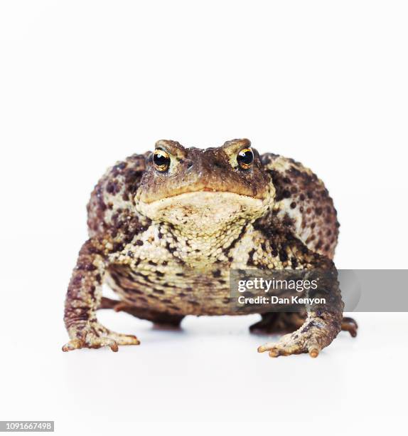 58 Toad Bumps Stock Photos, High-Res Pictures, and Images - Getty Images