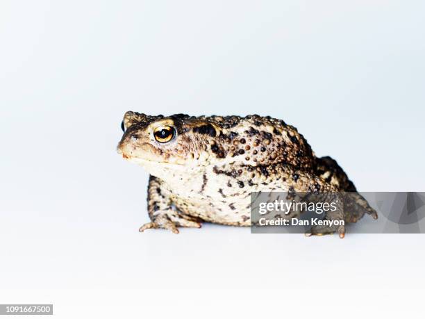 Toad Bumps Photos and Premium High Res Pictures - Getty Images