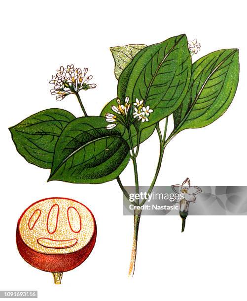 strychnos nux-vomica, the strychnine tree, also known as nux vomica, poison nut, semen strychnos, and quaker buttons - strychnos nux vomica stock illustrations