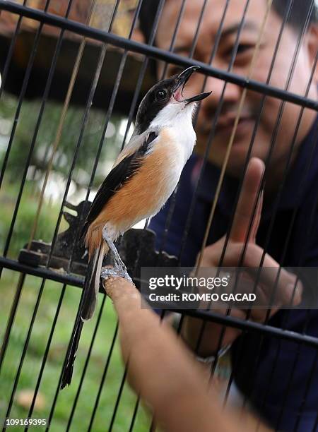 Indonesia-birds-environment-culture,FEATURE by Jano GibsonIn this photograph taken January 30 Indonesian telecom executive and bird enthusiast Duta...