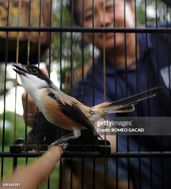 Indonesia-birds-environment-culture,FEATURE by Jano GibsonIn this photograph taken January 30 Indonesian telecom executive and bird enthusiast Duta...