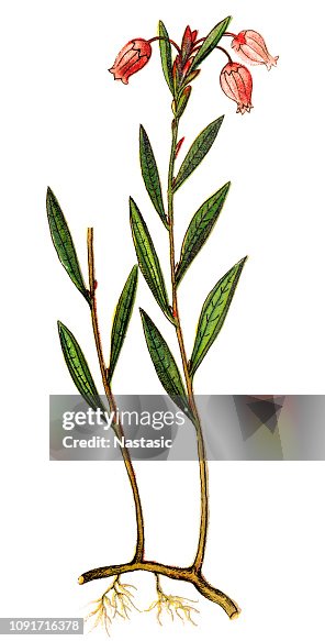 Andromeda polifolia, common name bog-rosemary Andromeda polifolia, common name bog-rosemary