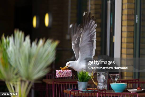 Seagull takes food from a plate outside a restaurant on July 17, 2018 in Cardiff, United Kingdom.