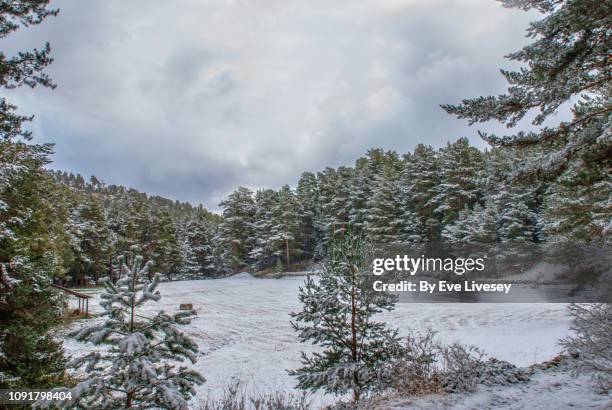 forest clearing with snowy trees - snow on grass imagens e fotografias de stock