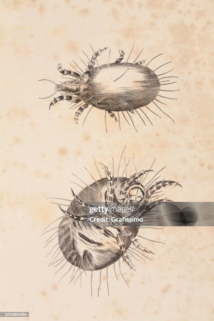 Flour mite or Acarus siro illustration 1806