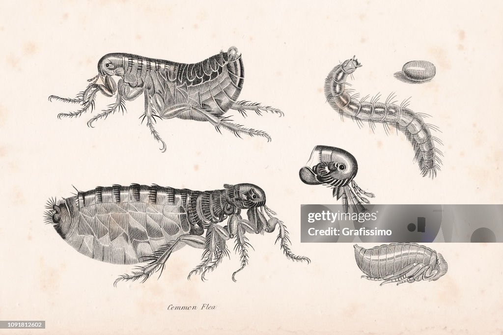 Pulex flea parasit illustration 1806