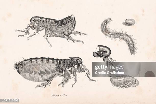 pulex flea parasit illustration 1806 - flea stock illustrations