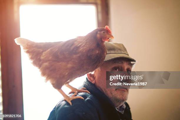 farmer with chickens - chicken bird stock pictures, royalty-free photos & images