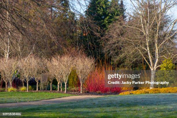 a beautiful winter garden with silver birch trees and vibrant dogwood stems - cornus sanguinea, in soft sunshine - common dogwood stock pictures, royalty-free photos & images