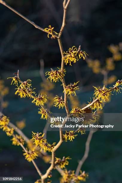 close-up image of the beautiful yellow flowers of the late winter flowering shrub hamamelis also known as witch hazel - hamamelis stock-fotos und bilder