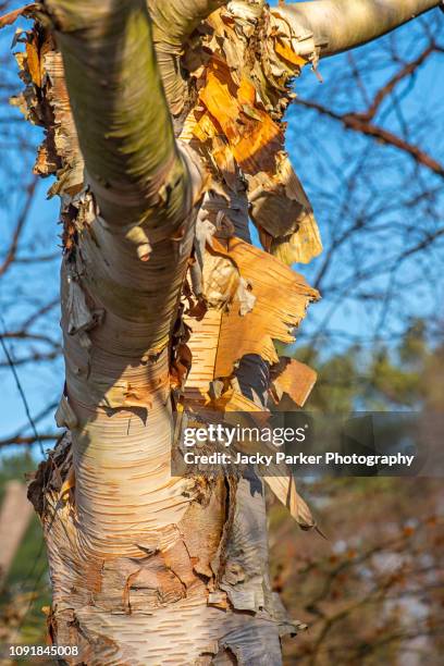 close-up image of the beautiful ornamental peeling bark of the white-barked himalayan birch betula utilis var. jacquemontii 'sauwala white' - himalayan birch stock pictures, royalty-free photos & images