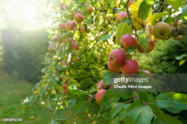 red skinned apples on a tree in an orchard. - pommier photos et images de collection