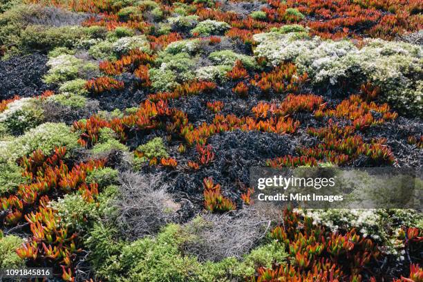hillside covered in iceplant with red foliage and other shrubs in autumn in the usa - barrilha imagens e fotografias de stock