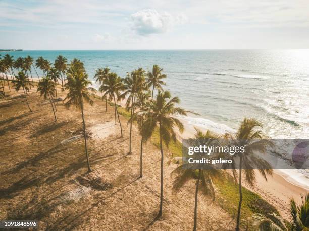 drohne blick auf küste mit palm beach in bahia, brasilien - brasilien stock-fotos und bilder