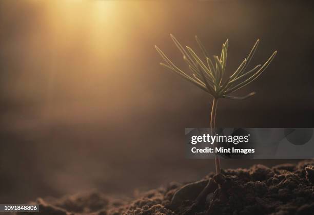 douglass fir seedling breaking through the earth at sunset. - nadelbaum stock-fotos und bilder