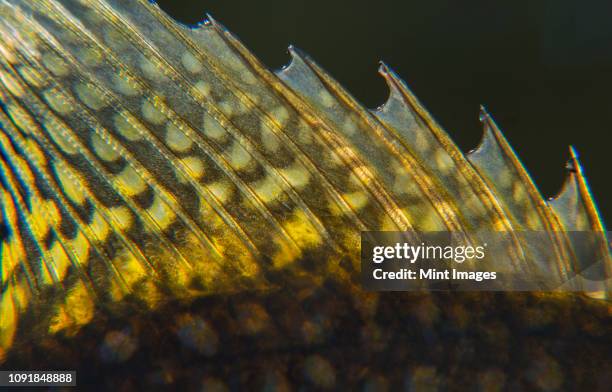 Crap Fin Crappie Fish Photos and Premium High Res Pictures - Getty Images