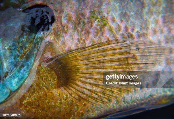 closeup of a bluegill spiny ray panfish showing the black opercular flap on the gill cover and pectoral fin. - brustflosse stock-fotos und bilder