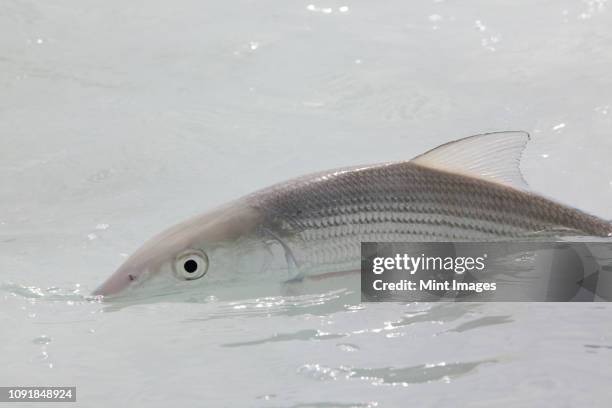 a bonefish in clear shallow salt water near havana, cuba. - bone fish stock-fotos und bilder