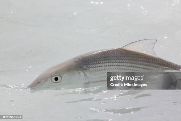 a bonefish in clear shallow salt water near havana, cuba. - bone fish stock pictures, royalty-free photos & images