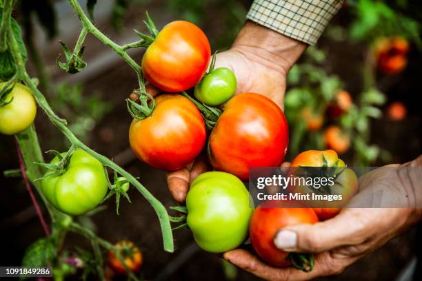 high angle close up of farmer holding bunch of fresh tomatoes. - tomato harvest stock-fotos und bilder