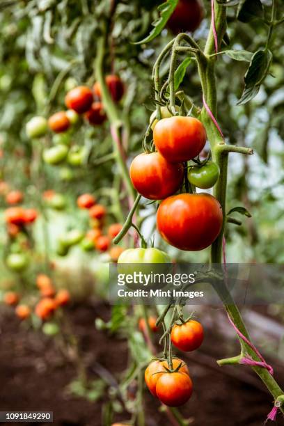 close up of green and red tomatoes on a vine. - tomate fotografías e imágenes de stock
