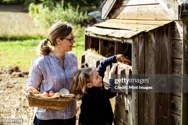 woman and girl collecting eggs from a chicken house. - hühnerstall stock-fotos und bilder