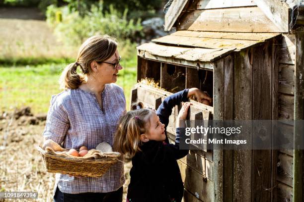 woman and girl collecting eggs from a chicken house. - kippenhok stockfoto's en -beelden
