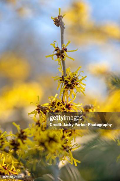 close-up image of the beautiful yellow flowers of the late winter flowering shrub hamamelis also known as witch hazel - hamamelis photos et images de collection