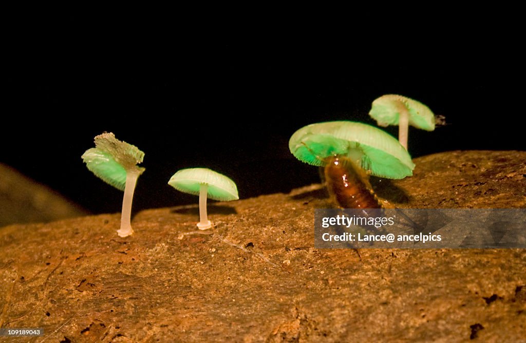 Making a meal of luminous fungi.