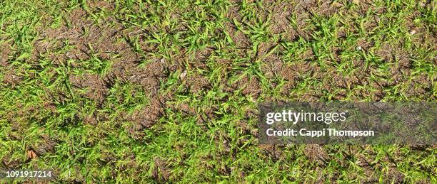 crabgrass infestation in home lawn - crabgrass stock pictures, royalty-free photos & images