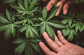 Marijuana leaves, cannabis on a dark background, beautiful Green background of leaves. In door grow hemp. Medicinal indica with CBD.