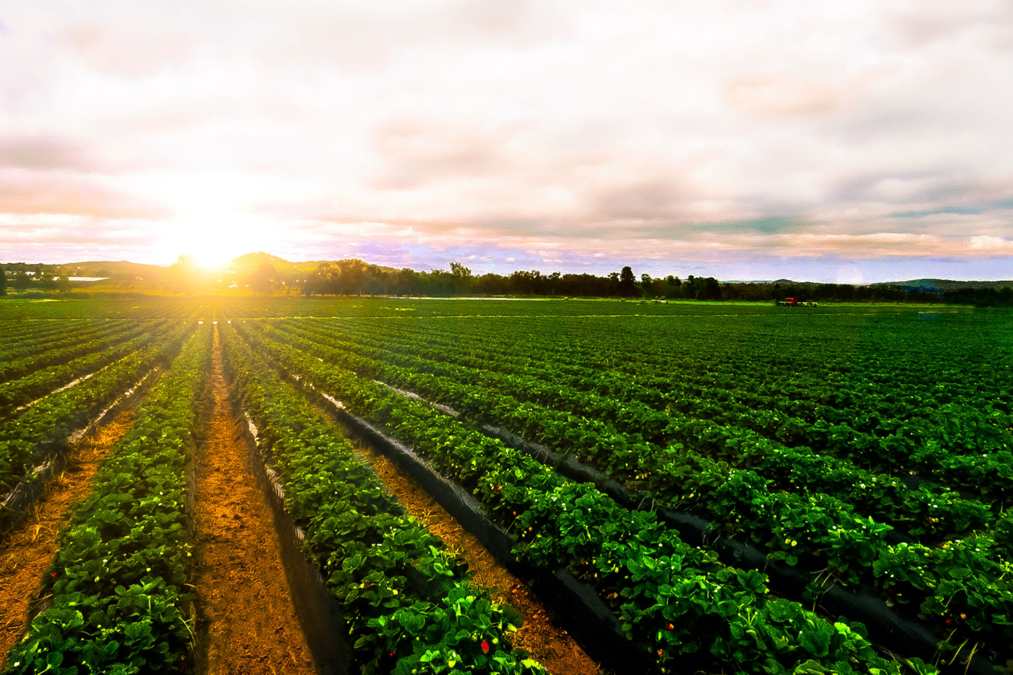 fruit farm