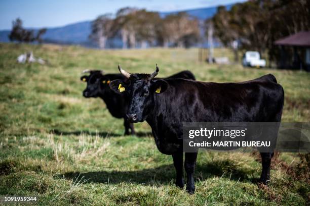 This picture taken on October 13, 2018 shows cattle at a ranch raising livestock for wagyu beef in Takayama. In a lush field in the heart of the...